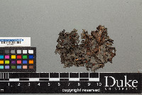 Peltigera hydrothyria image