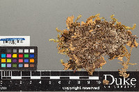Peltigera hymenina image