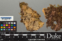 Peltigera leucophlebia image