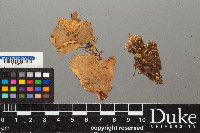 Peltigera leucophlebia image