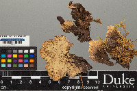 Peltigera leucophlebia image