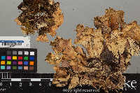 Peltigera leucophlebia image