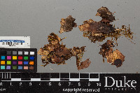 Peltigera leucophlebia image