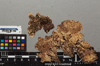 Peltigera leucophlebia image