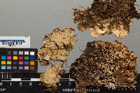 Peltigera leucophlebia image