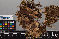 Peltigera leucophlebia image