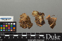 Peltigera malacea image