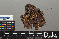 Peltigera neckeri image