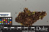 Peltigera neopolydactyla image