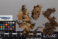 Peltigera polydactylon image