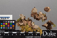 Peltigera praetextata image