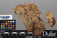 Peltigera praetextata image