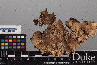 Peltigera rufescens image