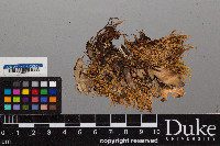 Peltigera scabrosa image