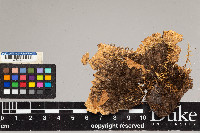 Peltigera aphthosa image