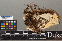 Peltigera dolichorhiza image
