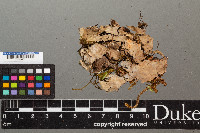 Peltigera dolichorhiza image