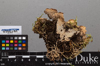 Peltigera scabrosa image