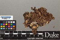 Peltigera horizontalis image