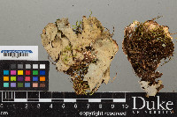 Peltigera leucophlebia image