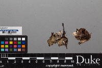 Peltigera didactyla image