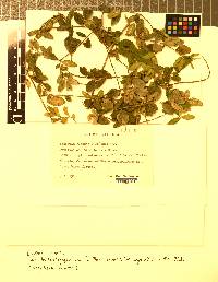 Image of Strigula buxi