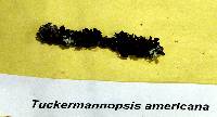 Tuckermanopsis americana image