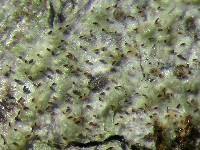 Gyalideopsis wesselsii image