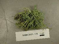 Evernia mesomorpha image