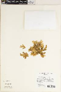 Lobaria pulmonaria image