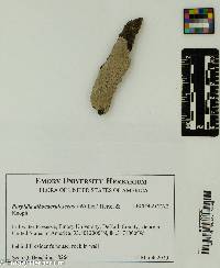 Porpidia albocaerulescens image