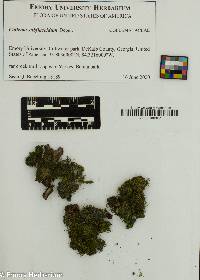 Collema subflaccidum image