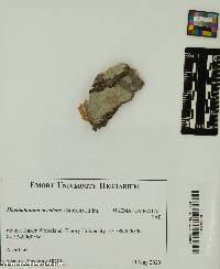 Haematomma accolens image