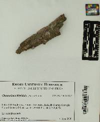 Chaenotheca hispidula image