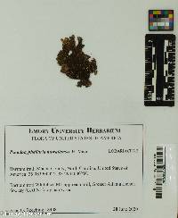 Pseudocyphellaria hawaiiensis image