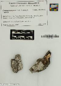 Coenogonium pineti image