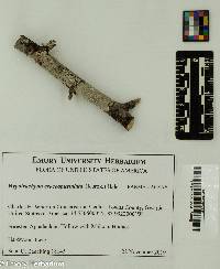 Hypotrachyna croceopustulata image