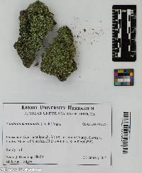 Cladonia beaumontii image