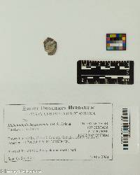 Lichenodiplis lecanoricola image