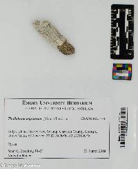 Thalloloma anguinum image