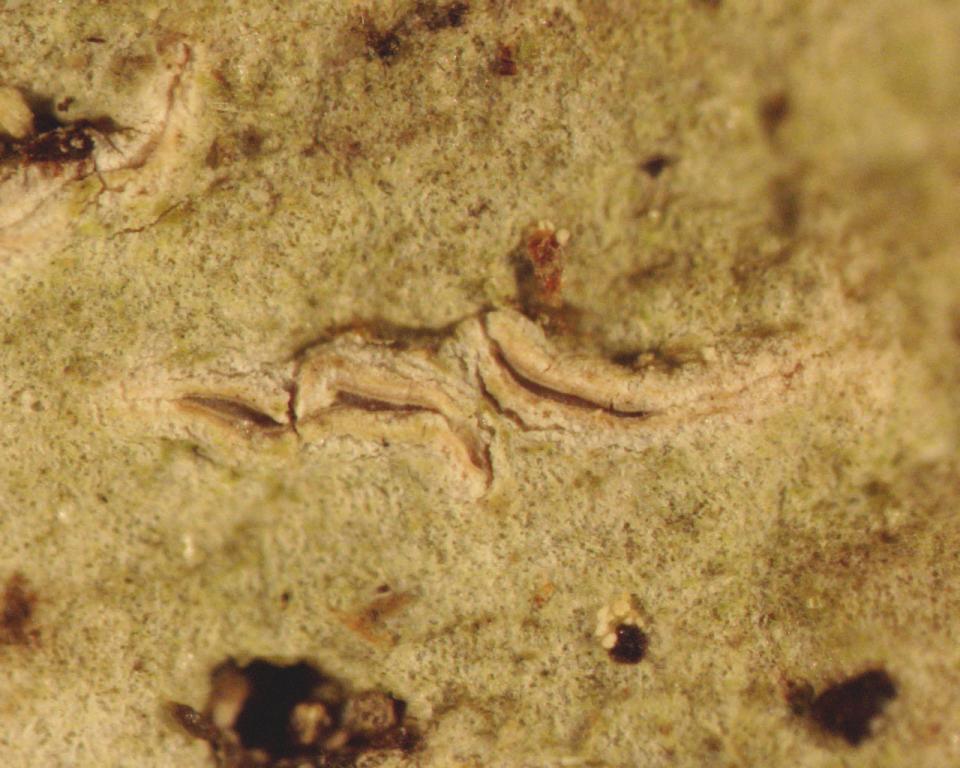 Acanthothecis leucoxanthoides image