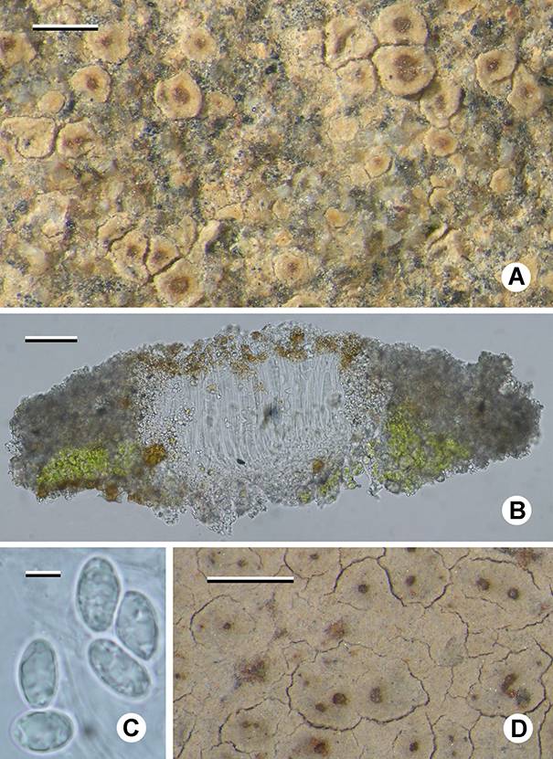 Hymenelia microcarpa image