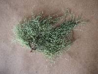 Usnea mutabilis image