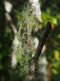 Usnea trichodea image