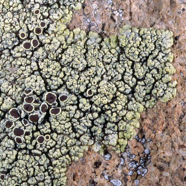 Lecanora frustulosa image