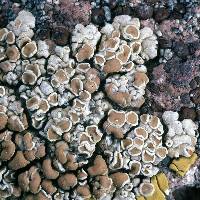 Image of Lecanora kofae