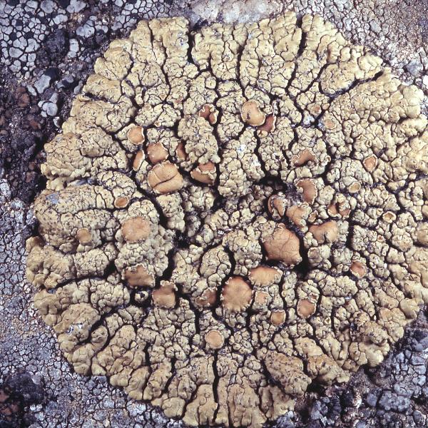 Lecanora mellea image