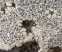 Image of Lecanora oreinoides