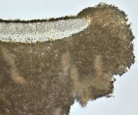 Lecanora cerebriformis image