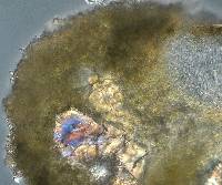 Lecanora kalbii image